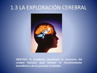 1.3 LA EXPLORACIÓN CEREBRAL
OBJETIVO: El estudiante identificará la estructura del
cerebro humano para conocer el funcionamiento
hemisférico y de los procesos cerebrales.
 