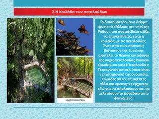 2.Η Κοιλάδα των πεταλούδων
Το διασημότερο ίσως δείγμα
φυσικού κάλλους στο νησί της
Ρόδου, που αναμφίβολα αξίζει
να επισκεφθείτε, είναι η
κοιλάδα με τις πεταλούδες.
Ένας από τους σπάνιους
βιότοπους της Ευρώπης
αποτελεί το θερινό καταφύγιο
της νυχτοπεταλούδας Panaxia
Quadripunctaria (Πεταλούδα η
Τετραγωνόστικτος), όπως είναι
η επιστημονική της ονομασία.
Χιλιάδες απλοί επισκέπτες
αλλά και ερευνητές έρχονται
εδώ για να απολαύσουν και να
μελετήσουν το μοναδικό αυτό
φαινόμενο.
 