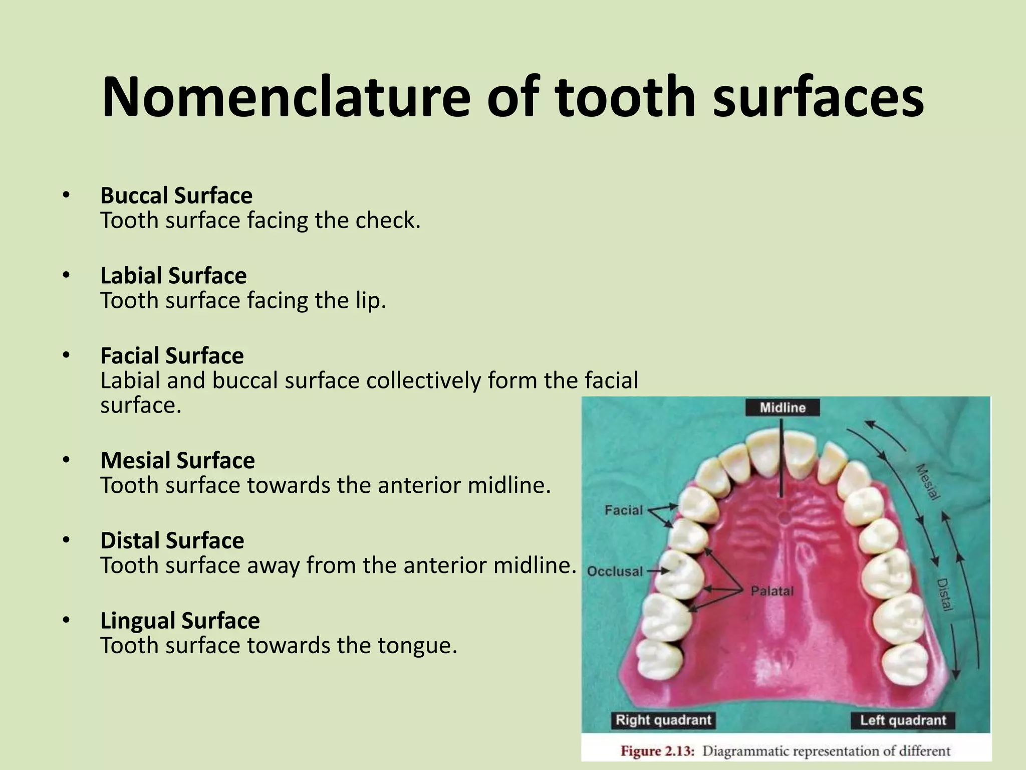 Nomenclature of tooth surfaces
• Buccal Surface
Tooth surface facing the check.
• Labial Surface
Tooth surface facing the lip.
• Facial Surface
Labial and buccal surface collectively form the facial
surface.
• Mesial Surface
Tooth surface towards the anterior midline.
• Distal Surface
Tooth surface away from the anterior midline.
• Lingual Surface
Tooth surface towards the tongue.
 
