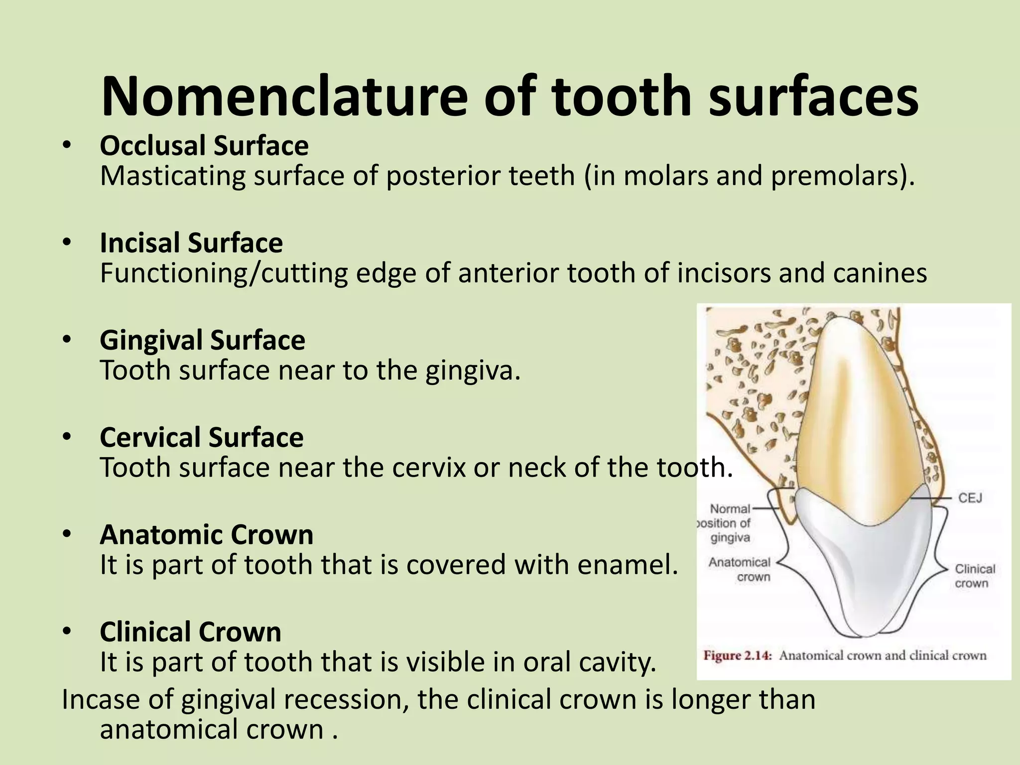 Nomenclature of tooth surfaces
• Occlusal Surface
Masticating surface of posterior teeth (in molars and premolars).
• Incisal Surface
Functioning/cutting edge of anterior tooth of incisors and canines
• Gingival Surface
Tooth surface near to the gingiva.
• Cervical Surface
Tooth surface near the cervix or neck of the tooth.
• Anatomic Crown
It is part of tooth that is covered with enamel.
• Clinical Crown
It is part of tooth that is visible in oral cavity.
Incase of gingival recession, the clinical crown is longer than
anatomical crown .
 