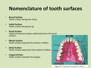Nomenclature of tooth surfaces
• Buccal Surface
Tooth surface facing the check.
• Labial Surface
Tooth surface facing the lip.
• Facial Surface
Labial and buccal surface collectively form the facial
surface.
• Mesial Surface
Tooth surface towards the anterior midline.
• Distal Surface
Tooth surface away from the anterior midline.
• Lingual Surface
Tooth surface towards the tongue.
 