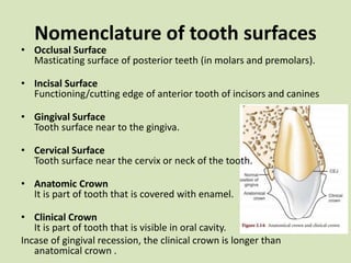 Nomenclature of tooth surfaces
• Occlusal Surface
Masticating surface of posterior teeth (in molars and premolars).
• Incisal Surface
Functioning/cutting edge of anterior tooth of incisors and canines
• Gingival Surface
Tooth surface near to the gingiva.
• Cervical Surface
Tooth surface near the cervix or neck of the tooth.
• Anatomic Crown
It is part of tooth that is covered with enamel.
• Clinical Crown
It is part of tooth that is visible in oral cavity.
Incase of gingival recession, the clinical crown is longer than
anatomical crown .
 