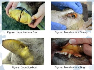 Figure: Jaundice in a Foal Figure: Jaundice in a Sheep
Figure: Jaundice in a DogFigure: Jaundiced-cat
 