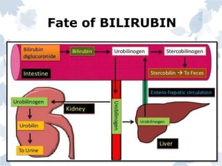 Fate of BILIRUBIN
 