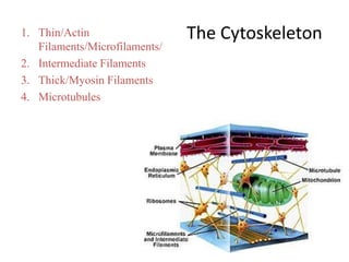 Filament Body Cell Physiology 1-dr. roomi | PPTX