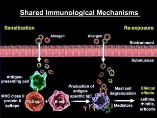 Mast cell
Basophil
Eosinophil
Inflammatory Mediators Release
Allergens
Histamine - Prostaglandins – Leucotriens – Tryptase...