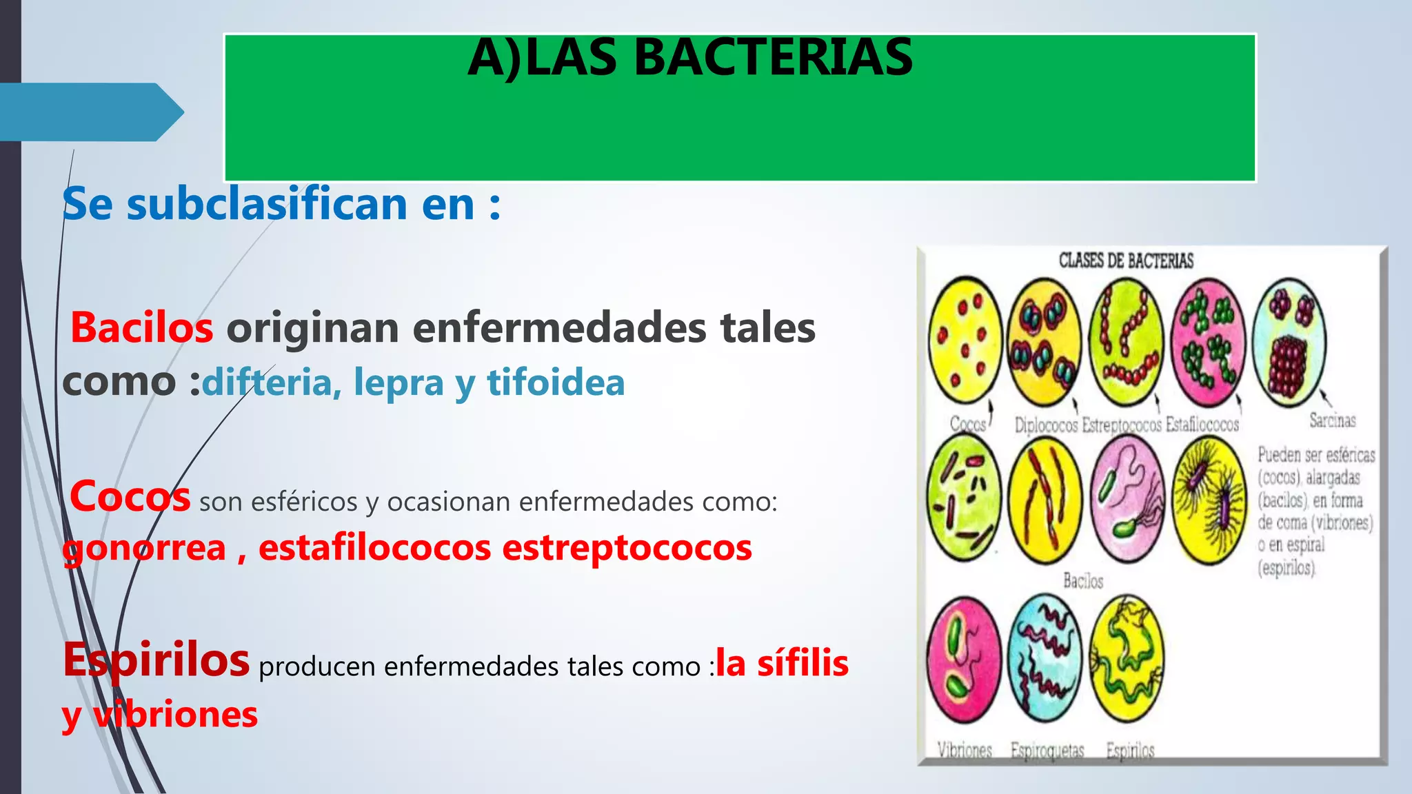 1.Reino monera | PPTX