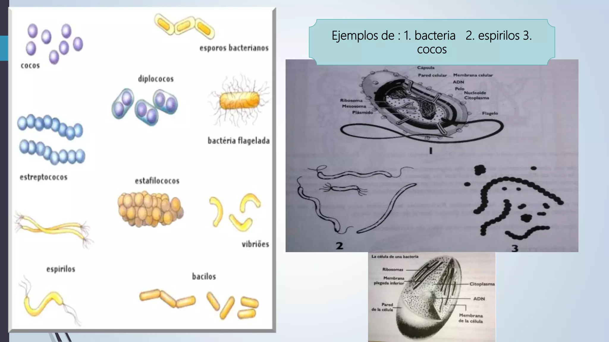 1.Reino monera | PPTX