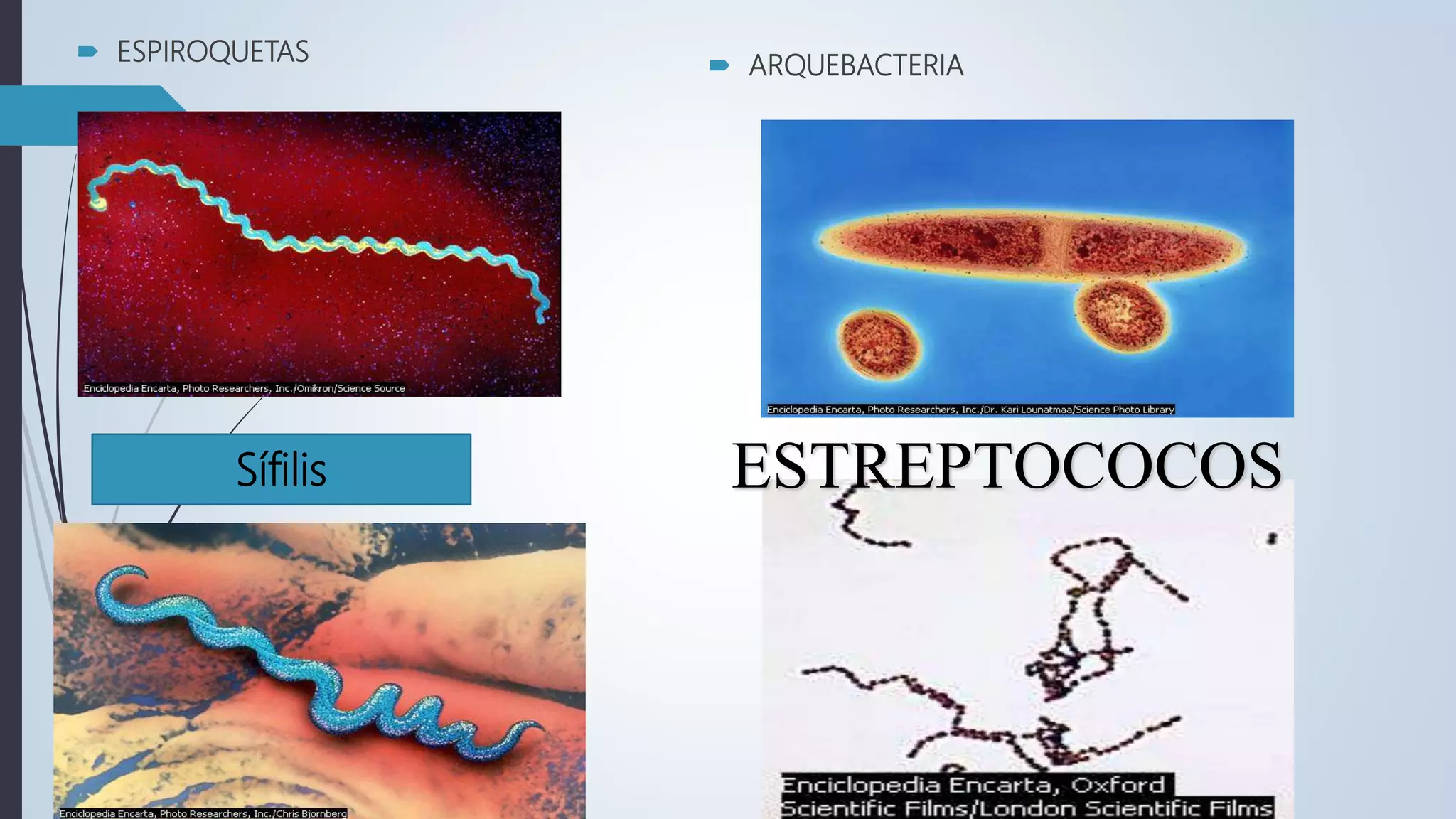 1.Reino monera | PPTX