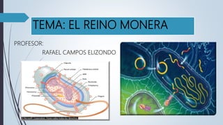 TEMA: EL REINO MONERA
PROFESOR:
RAFAEL CAMPOS ELIZONDO
 