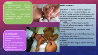 PARES CRANEALES
I Olfatorio: se explora en casos especiales
II Óptico: campos visuales, fondo de ojo.
III, IV, V. Pupilas: tamaño, simetría, respuesta
de la luz, acomodación, reflejo consensual.
Movimientos oculares, nistagmus, estrabismo,
ptosis y parálisis
VI Motor, estrabismo convergente
VII Asimetría facial, percepción gustativa2/3
anteriores lengua
VIII Agudeza auditiva, conducción aérea,
ataxia
IX, X Desviación de la úvula. Reflejo nauseoso,
acumulo de secreciones.
XI Exploración de esternocleidomastoideo y
trapecio
XII Protrusión de la lengua, atrofia, temblor y
fibrilación.
REFLEJOS
Osteotendinosos: bicipital,
tricipital, radial, patelar,
aquiliano, clonus patelar, clonus
aquiliano.
Superficiales: abdominales,
cremasteriano patelar, hoffman,
oppenheim, chadock.
COORDINACIÓN
Prueba dedo nariz
Movimientos alternos
rápidos
Prueba talón rodilla tibia
Pie del paciente a índice
del examinador
temblores y disimetría
 