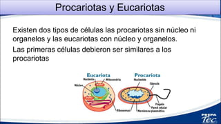 Procariotas y Eucariotas
Existen dos tipos de células las procariotas sin núcleo ni
organelos y las eucariotas con núcleo y organelos.
Las primeras células debieron ser similares a los
procariotas
1
 