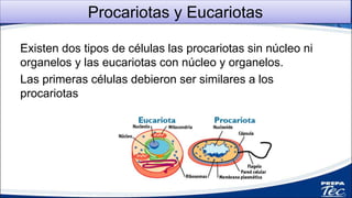 Procariotas y Eucariotas
1
Existen dos tipos de células las procariotas sin núcleo ni
organelos y las eucariotas con núcleo y organelos.
Las primeras células debieron ser similares a los
procariotas
 