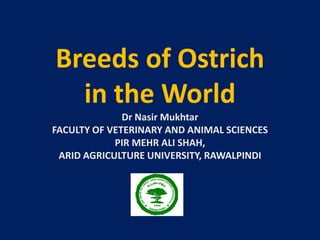 Breeds of Ostrich
in the World
Dr Nasir Mukhtar
FACULTY OF VETERINARY AND ANIMAL SCIENCES
PIR MEHR ALI SHAH,
ARID AGRICULTURE UNIVERSITY, RAWALPINDI
 