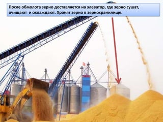 После обмолота зерно доставляется на элеватор, где зерно сушат,
очищают и охлаждают. Хранят зерно в зернохранилище.
 