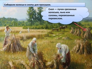 Сноп — пучок срезанных
колосьев, льна или
соломы, перевязанных
перевяслом.
Собирали колосья в снопы для просушки.
 