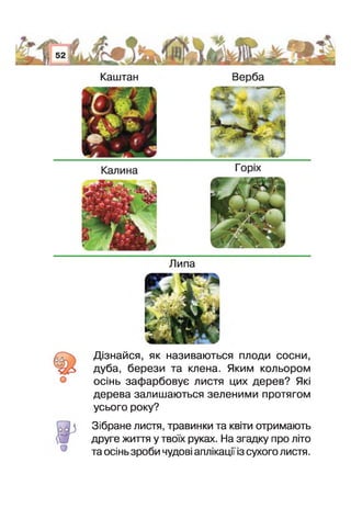 Каштан Верба
Липа
Дізнайся, як називаються плоди сосни,
дуба, берези та клена. Яким кольором
осінь зафарбовує листя цих дерев? Які
дерева залишаються зеленими протягом
усього року?
Зібране листя, травинки та квіти отримають
друге життя у твоїх руках. На згадку про літо
та осінь зроби чудові аплікацГі з сухого листя.
 