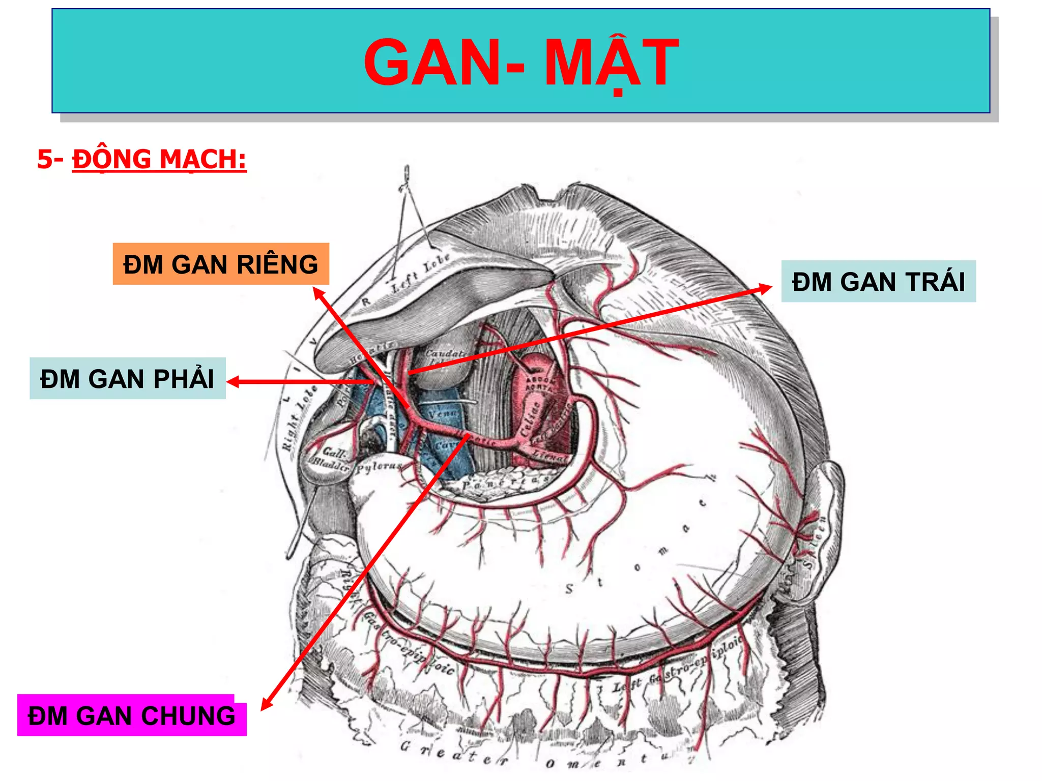 5- ĐỘNG MẠCH:
GAN- MẬT
ĐM GAN CHUNG
ĐM GAN RIÊNG
ĐM GAN PHẢI
ĐM GAN TRÁI
 