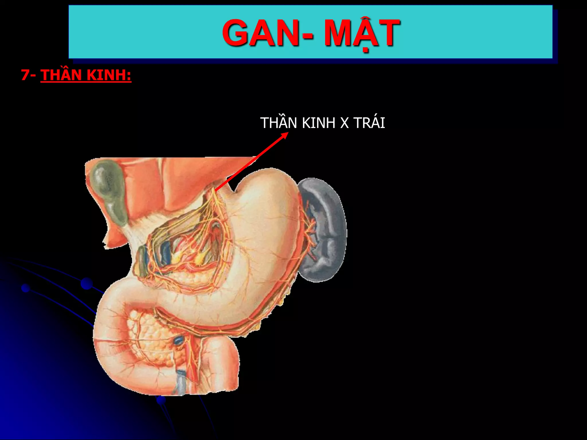 7- THẦN KINH:
THẦN KINH X TRÁI
GAN- MẬT
 