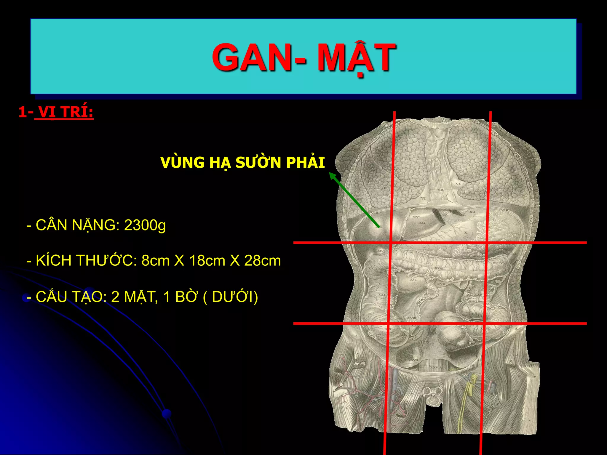 1- VỊ TRÍ:
VÙNG HẠ SƯỜN PHẢI
- CÂN NẶNG: 2300g
- KÍCH THƯỚC: 8cm X 18cm X 28cm
GAN- MẬT
- CẤU TẠO: 2 MẶT, 1 BỜ ( DƯỚI)
 