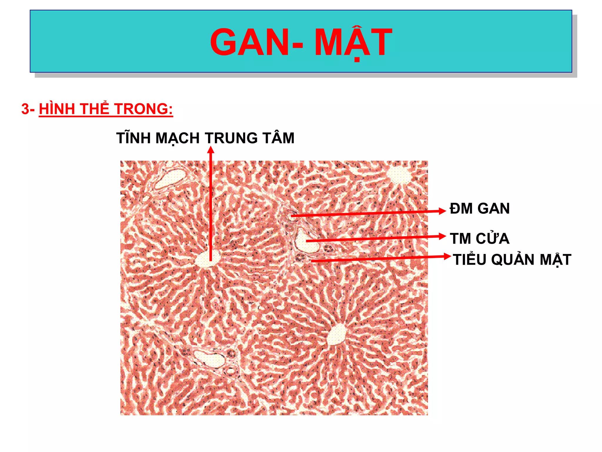 GAN- MẬT
3- HÌNH THỂ TRONG:
ĐM GAN
TM CỬA
TIỂU QUẢN MẬT
TĨNH MẠCH TRUNG TÂM
 