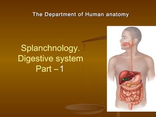 The Department of Human anatomyThe Department of Human anatomy
Splanchnology.
Digestive system
Part –1
 