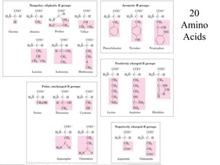 20
Amino
Acids
 