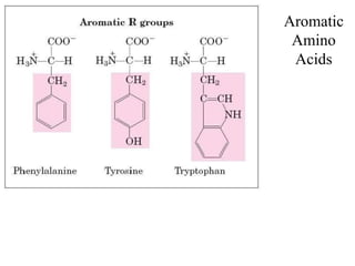 Aromatic
Amino
Acids
 