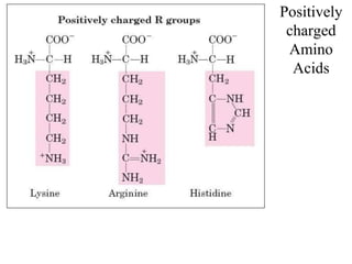 Positively
charged
Amino
Acids
 