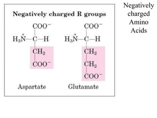 Negatively
charged
Amino
Acids
 