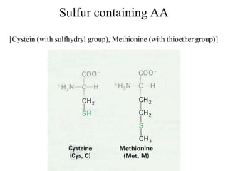 Sulfur containing AA
[Cystein (with sulfhydryl group), Methionine (with thioether group)]
 