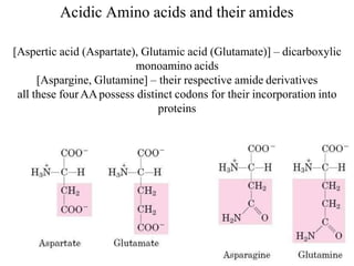 Acidic Amino acids and their amides
[Aspertic acid (Aspartate), Glutamic acid (Glutamate)] – dicarboxylic
monoamino acids
[Aspargine, Glutamine] – their respective amide derivatives
all these fourAApossess distinct codons for their incorporation into
proteins
 