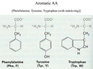Aromatic AA
[Phenilalanine, Tyrosine, Tryptophan (with indolering)]
 
