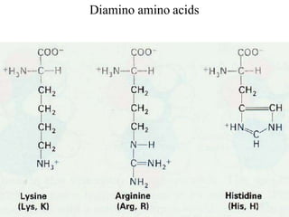Diamino amino acids
 