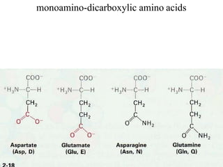 monoamino-dicarboxylic amino acids
 