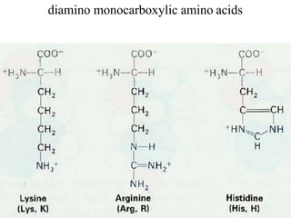 diamino monocarboxylic amino acids
 