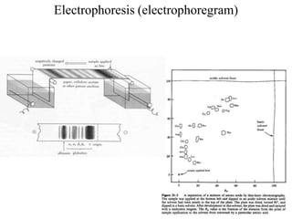 Electrophoresis (electrophoregram)
 