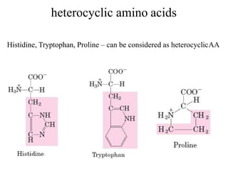 heterocyclic amino acids
Histidine, Tryptophan, Proline – can be considered as heterocyclicAA
 