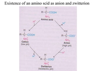 Existence of an amino scid as anion and zwitterion
 