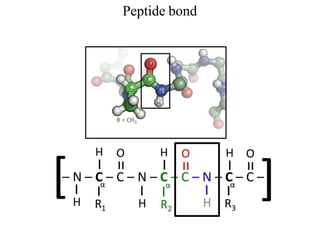 Peptide bond
 
