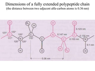 Dimensions of a fully extended polypeptide chain
(the distance between two adjacent alfa-carbon atoms is 0.36 nm)
 