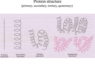 Protein structure
(primary, secondary, tertiary, quaternary)
 