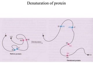Denaturation of protein
 