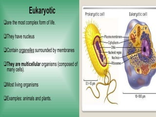 Structural-Functional organization of the Cell | PPT