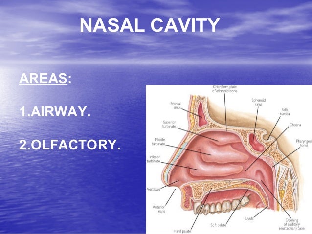 Anatomy Physiology Diseases Of Nose Paranasal Sinuses Anatomy Physiology Diseases Of Nose Paranasal Sinuses