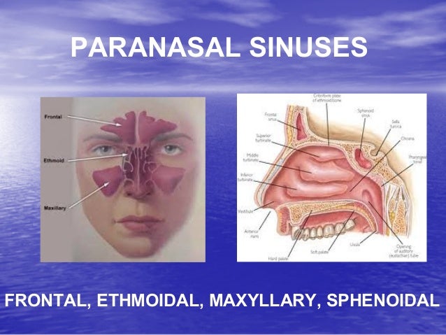 Anatomy Physiology Diseases Of Nose Paranasal Sinuses Anatomy Physiology Diseases Of Nose Paranasal Sinuses