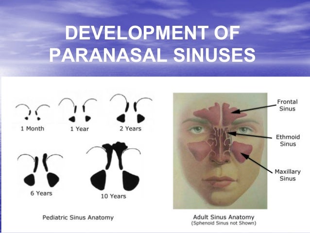 Anatomy Physiology Diseases Of Nose Paranasal Sinuses