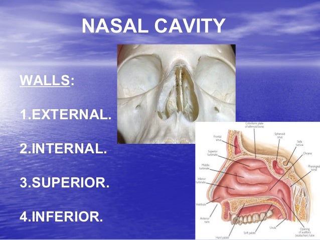 Anatomy Physiology Diseases Of Nose Paranasal Sinuses Anatomy Physiology Diseases Of Nose Paranasal Sinuses