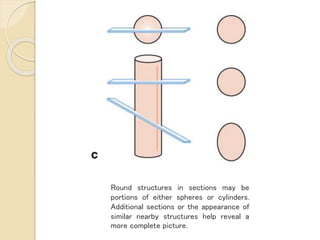 A Single Rounded Structure Histology & its methods of study | PPTX