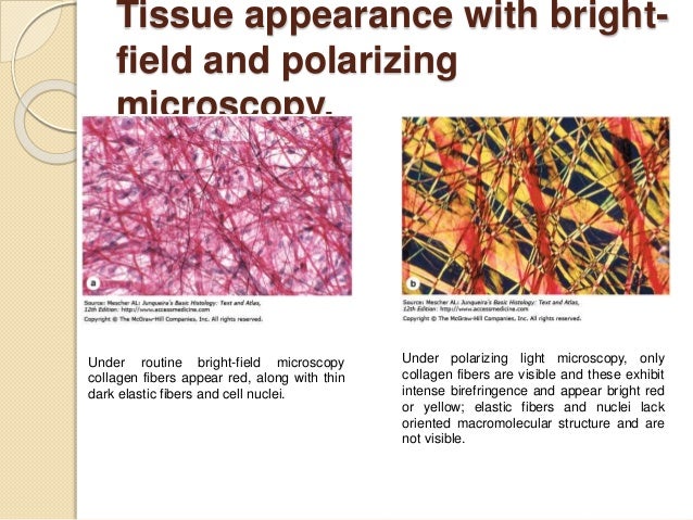 Histology & its methods of study diagram of yellow elastic tissue 
